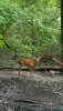 deer.jpeg