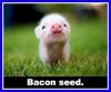 bacon seed.jpg