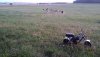 Taco in field.jpg