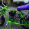 Green turtle