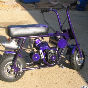 Purple Cyclops