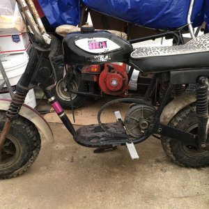 arctic cat
