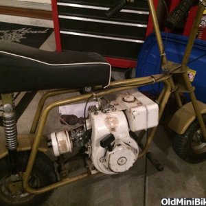 Foremost Golden Pinto