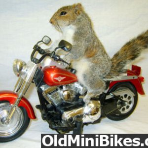 Mama squirrel riding