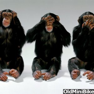 monkeys-hear-no-evil-see-no-evil-speak-no-evil