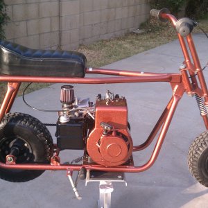 bronze zebra 300