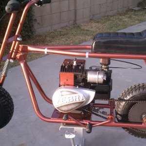 bronze zebra 300