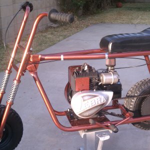bronze zebra 300