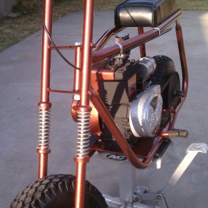 bronze zebra 300
