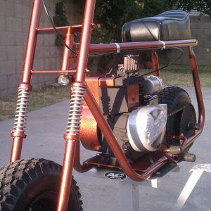 bronze zebra 300