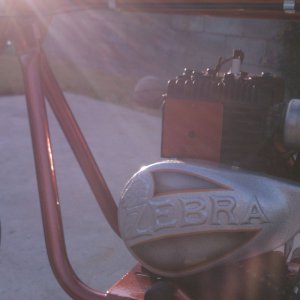 bronze zebra 300