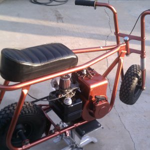 bronze zebra 300