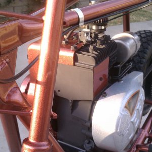 bronze zebra 300