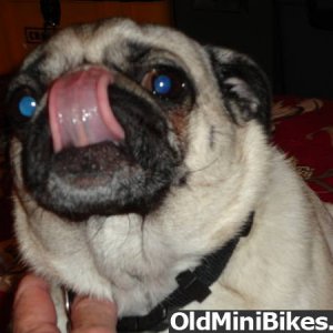 pugsley the mini bike pug