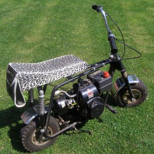 Bird | OldMiniBikes.com